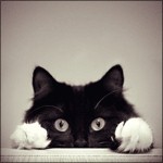 caterine