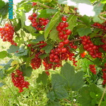 anutaziablik