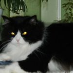 Алла