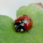 georgeGR