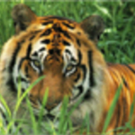 вредная-2
