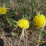 Oduvanchik