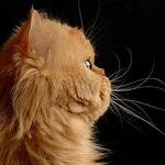 Solnce