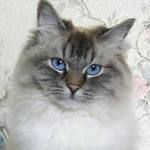 Алекса