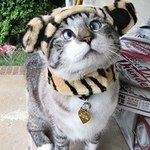 pineloppa