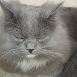 пегий