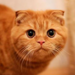 Огнеслав