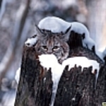 siberialynx