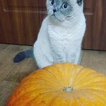 Алла Брух