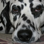 dollylu