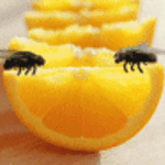 kadaifi