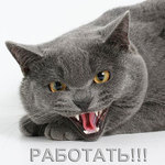 pelite