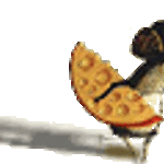 kabanova