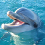 dolphin