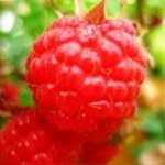 malinka_888