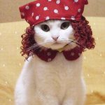 kisochka