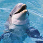 delfinochka