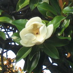 frosya